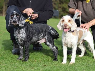 Oscar — Cocker Spaniel