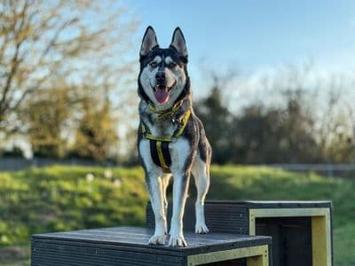 Missy — Siberian Husky Cross