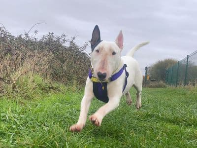 Laila — Bull Terrier