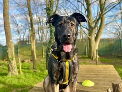 Hero — German Shepherd Cross