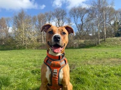 Ponyo — Staffordshire Bull Terrier Cross