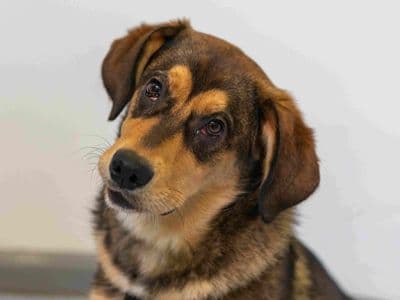 Flump — Mixed Breed