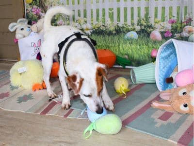 Otto — Jack Russell Terrier