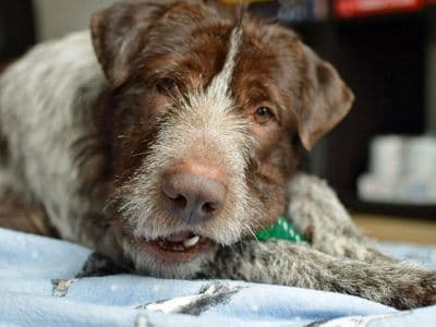 Rocco — German Shorthaired Pointer Cross