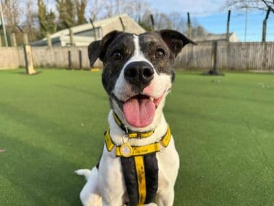 Glinda — Staffordshire Bull Terrier Cross