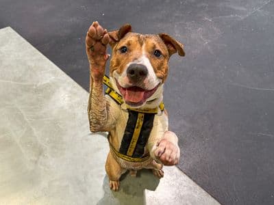 Jax — Bull Terrier Cross