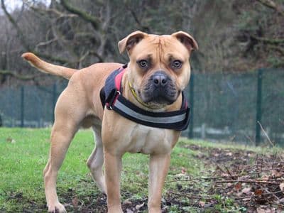 Milo — Staffordshire Bull Terrier Cross