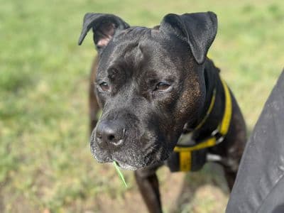 Lillie — Staffordshire Bull Terrier