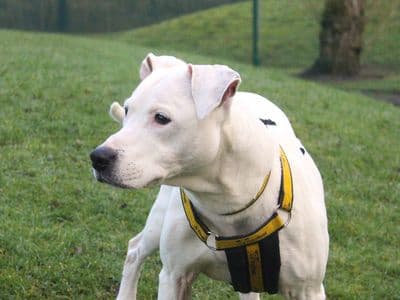 Ruby — Staffordshire Bull Terrier Cross