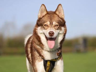 Hunter — Siberian Husky
