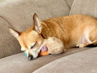 Hugo — Chihuahua Cross