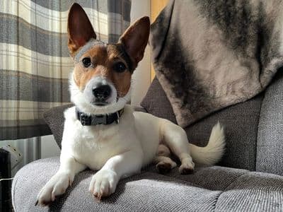 Stanley — Jack Russell Terrier