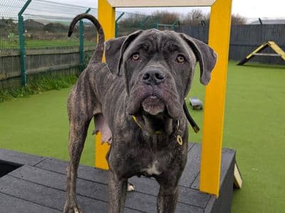 Holly — Mastiff