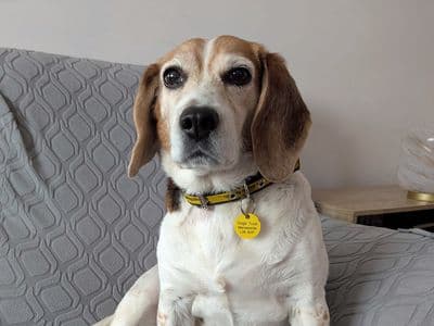Molo — Beagle