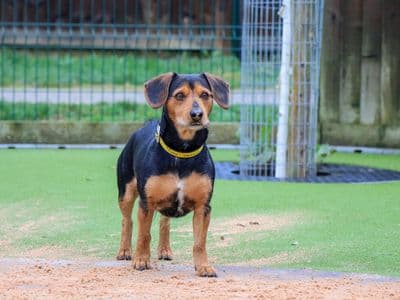 Ramsey — Smooth Haired Dachshund Cross