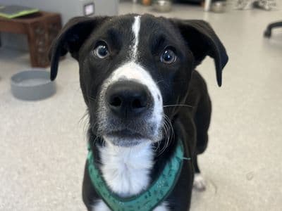 River — Staffordshire Bull Terrier Cross