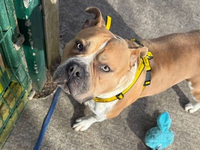 Dexter — Staffordshire Bull Terrier Cross