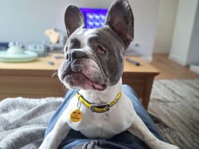 Lola — French Bulldog
