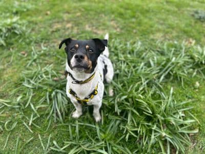 Yoda — Jack Russell Terrier
