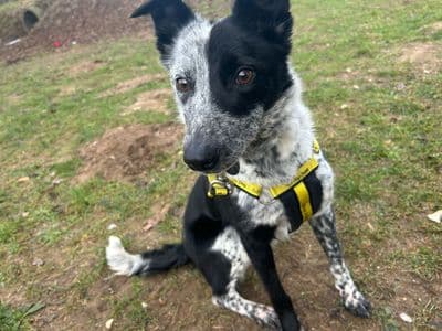 Shelly — Border Collie