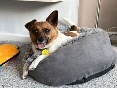 Mosley — Chihuahua Cross