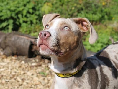 Bridget — American Bulldog Cross