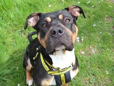 Fig — Staffordshire Bull Terrier Cross
