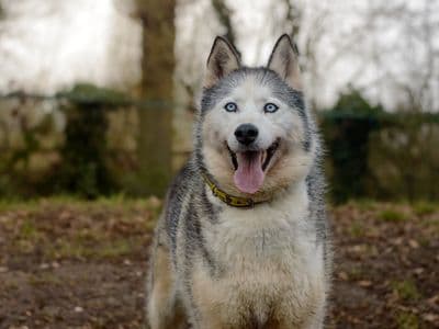 Skye — Siberian Husky