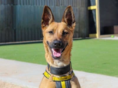 Ginger — Belgian Malinois Cross