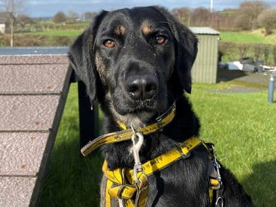 Brodie — Irish Water Spaniel Cross