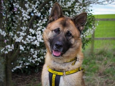 Foxy — German Shepherd Cross