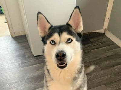 James — Siberian Husky