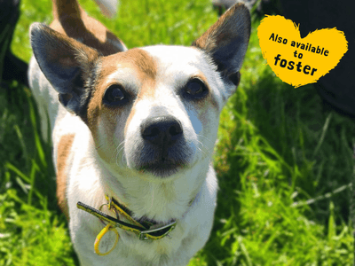 Brian — Jack Russell Terrier