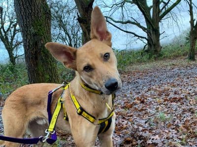 Trigger — German Shepherd Cross