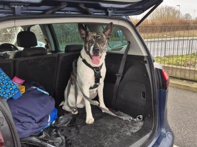 Hugo — Akita Cross