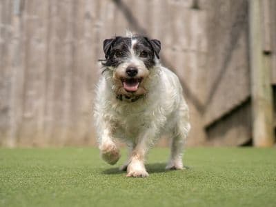 Poppy — Parson Russell Terrier
