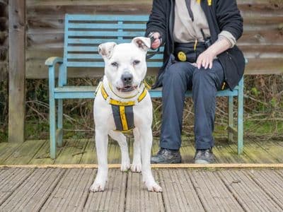 Diesel — Staffordshire Bull Terrier