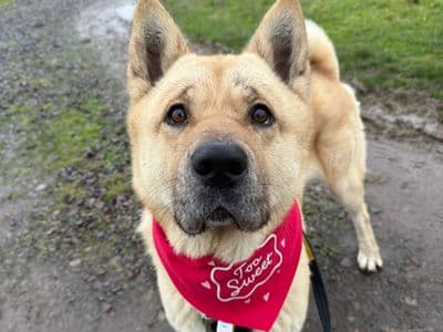 Zeus — American Akita
