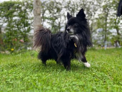 Potter — Pomeranian Cross