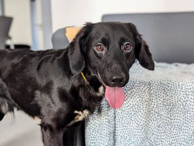 Badger — Springer Spaniel Cross