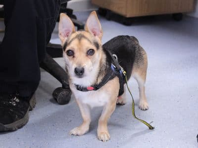 Cash — Jack Russell Terrier Cross