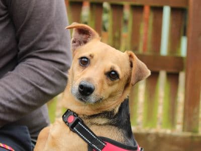 Penny — Jack Russell Terrier