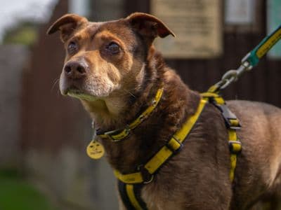 Oliver — Groenendael Belgian Shepherd Dog Cross