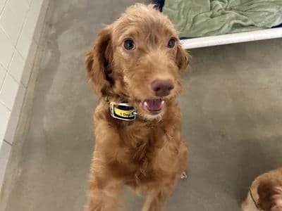 Piper — Cocker Spaniel Cross