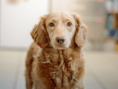 Honey — Standard Poodle Cross