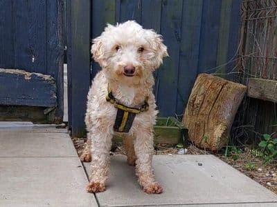 Sophia — Miniature Poodle Cross