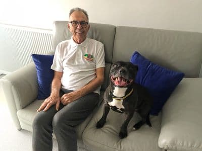 Gamora — Staffordshire Bull Terrier