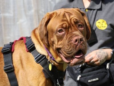 Margot — Dogue De Bordeaux