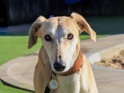 Travis — Lurcher