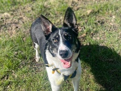 Gina — Border Collie